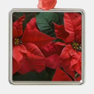 USA, WA, Röd julstjärna detalj (Euphorbia Julgransprydnad Metall