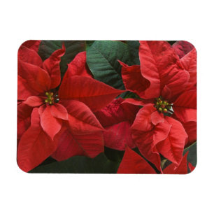USA, WA, röd julstjärna detalj (Euphorbia Magnet