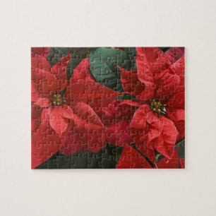 USA, WA, röd julstjärna detalj (Euphorbia Pussel