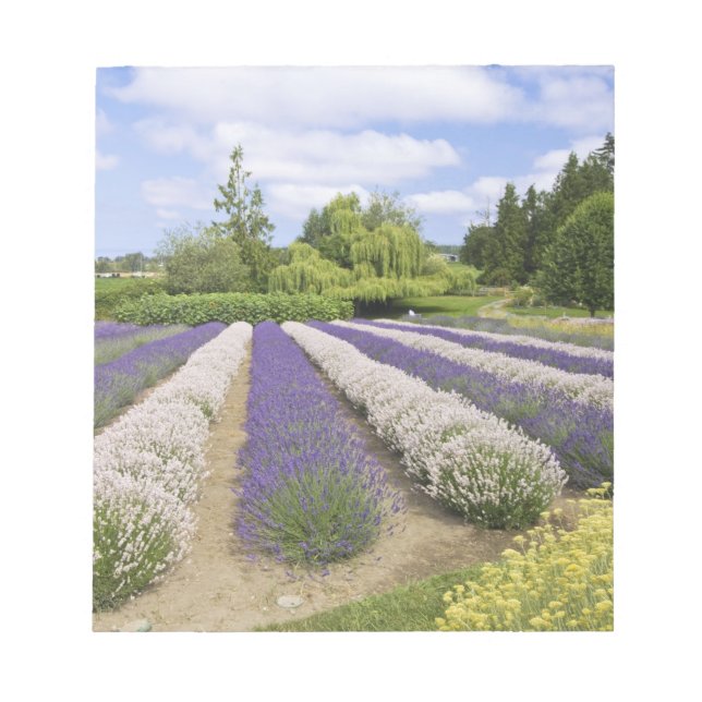 USA, WA, Sequim, Lila Dimma Lavender Farm Anteckningsblock (Framsida)