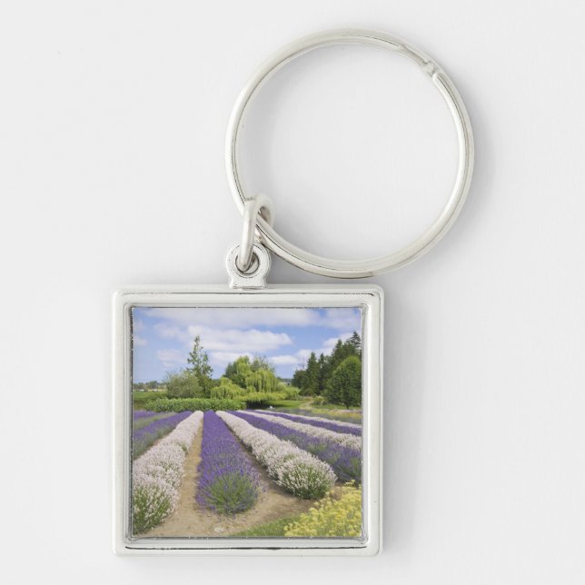 USA, WA, Sequim, Lila Dimma Lavender Farm Fyrkantig Silverfärgad Nyckelring (Framsidan)