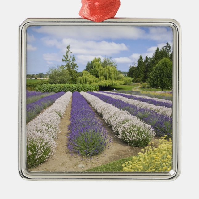 USA, WA, Sequim, Lila Dimma Lavender Farm Julgransprydnad Metall (Framsidan)