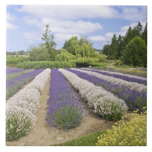 USA, WA, Sequim, Lila Dimma Lavender Farm Kakelplatta (Framsidan)