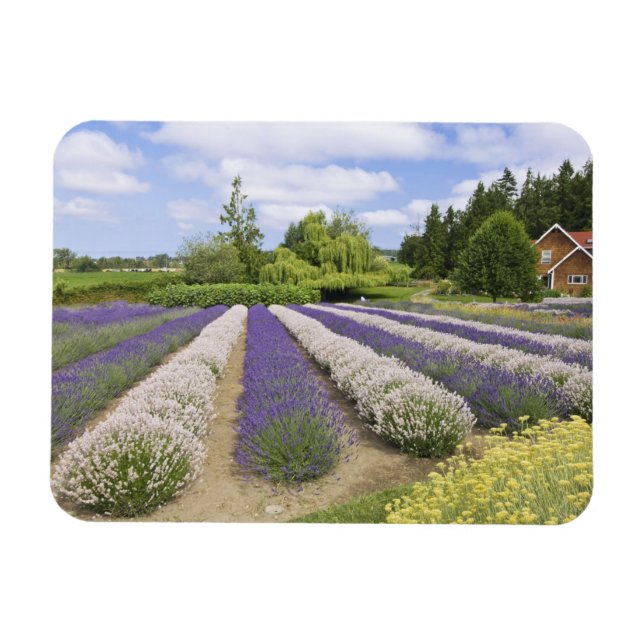 USA, WA, Sequim, Lila Dimma Lavender Farm Magnet (Horisontell)