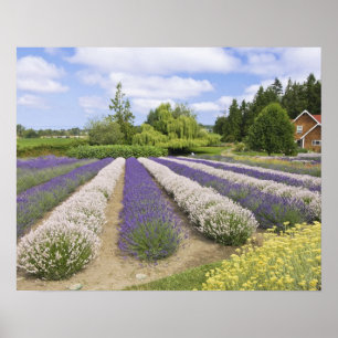 USA, WA, Sequim, Lila Dimma Lavender Farm Poster