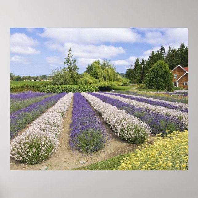 USA, WA, Sequim, Lila Dimma Lavender Farm Poster (Framsidan)