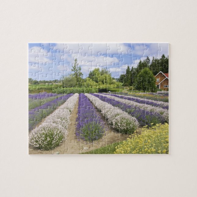 USA, WA, Sequim, Lila Dimma Lavender Farm Pussel (Horisontell)