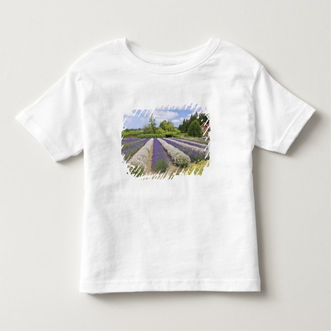 USA, WA, Sequim, Lila Dimma Lavender Farm Tee (Framsida)