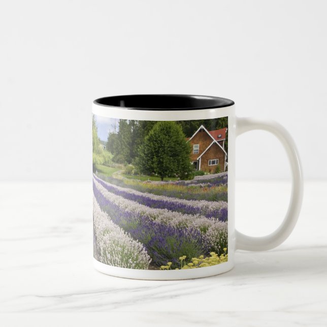 USA, WA, Sequim, Lila Dimma Lavender Farm Två-Tonad Mugg (Höger)