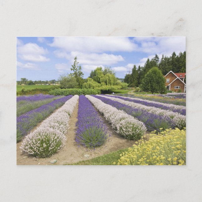 USA, WA, Sequim, Lila Dimma Lavender Farm Vykort (Framsida)