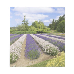 USA, WA, Sequim, Purple Haze Lavendelfarm Anteckningsblock