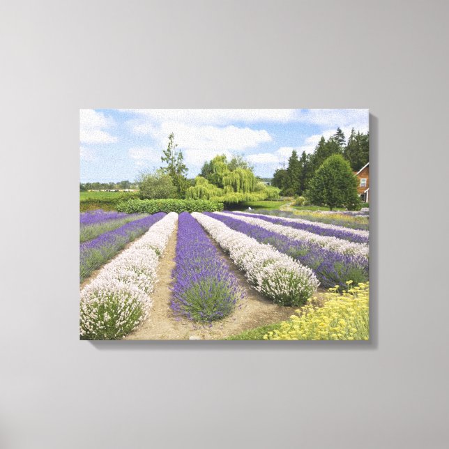 USA, WA, Sequim, Purple Haze Lavendelfarm Canvastryck (Framsida)