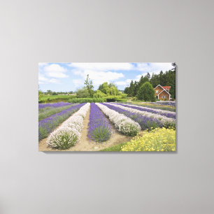 USA, WA, Sequim, Purple Haze Lavendelfarm Canvastryck