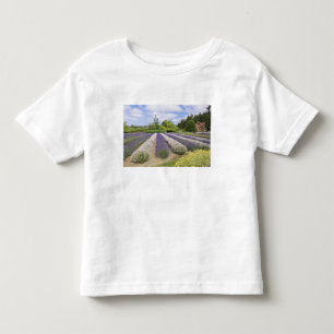 USA, WA, Sequim, Purple Haze Lavendelfarm Tee Shirt