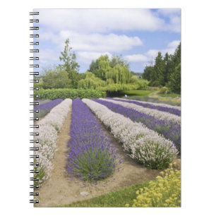 USA, WA, Sequim, Purple Haze Lavender Farm Anteckningsbok