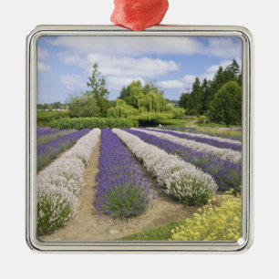 USA, WA, Sequim, Purple Haze Lavender Farm Julgransprydnad Metall