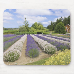 USA, WA, Sequim, Purple Haze Lavender Farm Musmatta