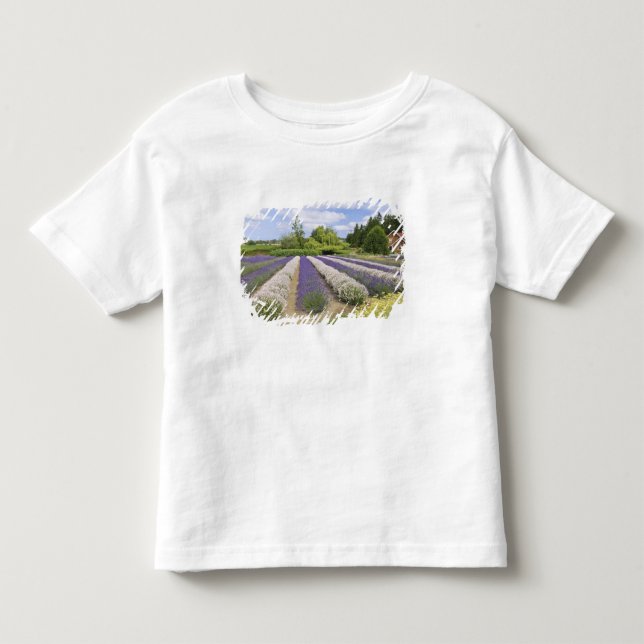 USA, WA, Sequim, Purple Haze Lavender Farm Tee (Framsida)