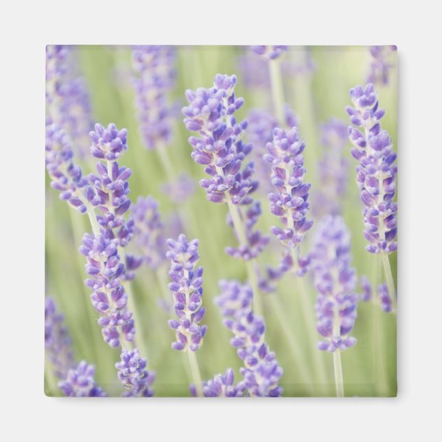 USA, WA, Squim, Lavendel (Selektiv Fokus) Magnet (Framsidan)