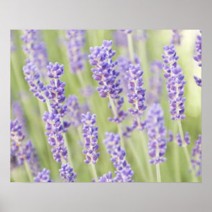 USA, WA, Squim, Lavendel (Selektiv Fokus) Poster