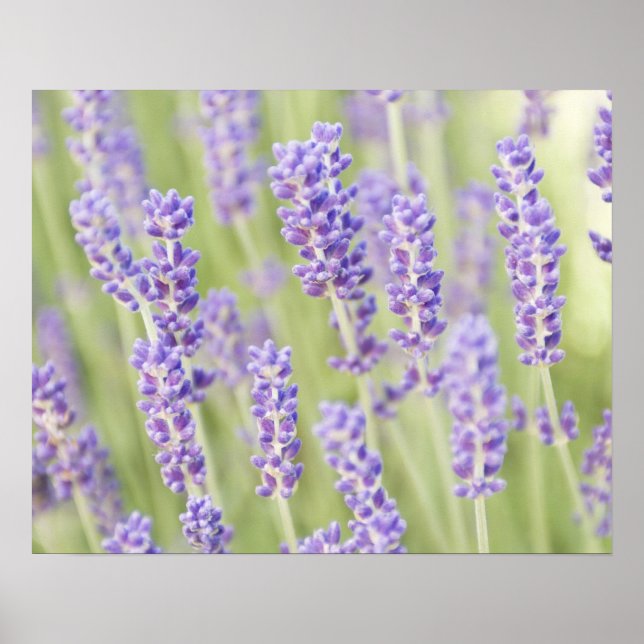 USA, WA, Squim, Lavendel (Selektiv Fokus) Poster (Framsidan)