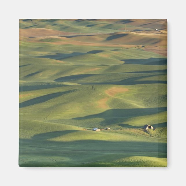 USA, WA, Whitman Co., Palouse åkrar från Magnet (Framsidan)