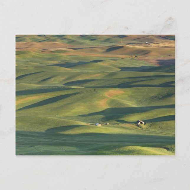 USA, WA, Whitman Co., Palouse åkrar från Vykort (Framsida)