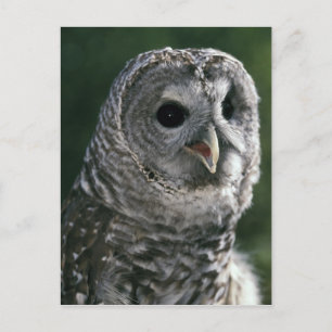 USA, Washington. Bandad uggla (Strix varia) Vykort