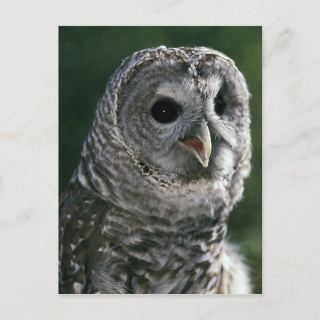USA, Washington. Bandad uggla (Strix varia) Vykort (Framsida)