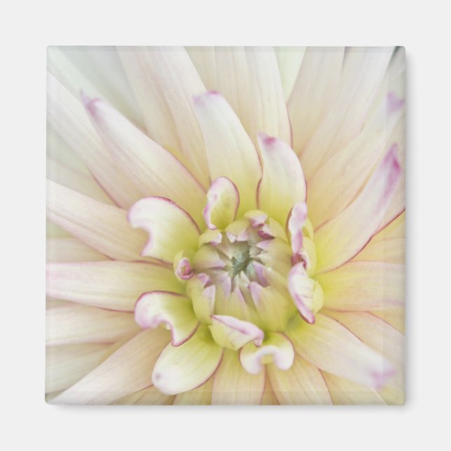 USA, Washington, Bellevue, Bellevue Botanisk 2 Magnet (Framsidan)