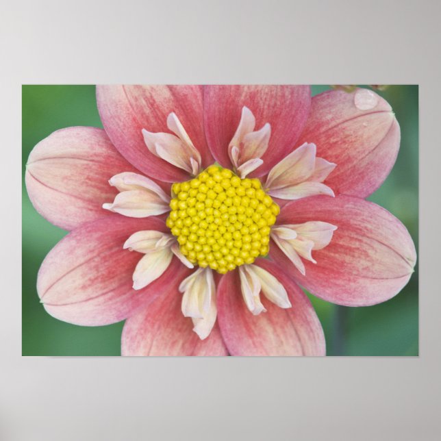 USA, Washington, Bellevue, Bellevue Botanisk Poster (Framsidan)