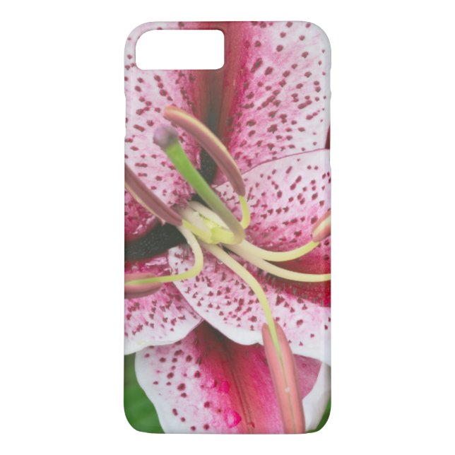 USA, Washington, Bellevue, Lilja Case-Mate iPhone Skal (Baksida)