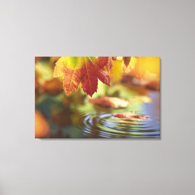 USA, Washington, Bellingham, Närbild på höst Canvastryck (Framsida)