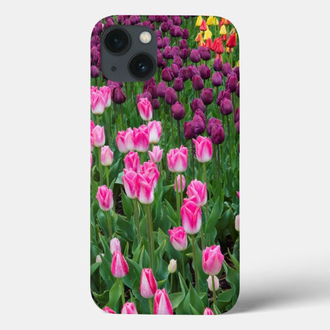 USA, Washington. Blommande tulpaner (Baksida)