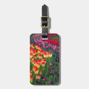 USA, Washington. Blommande tulpaner 2 Bagagebricka