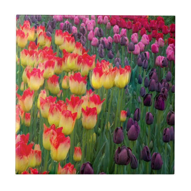 USA, Washington. Blommande tulpaner 2 Kakelplatta (Framsidan)