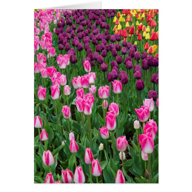 USA, Washington. Blommande tulpaner Hälsningskort (Framsidan)