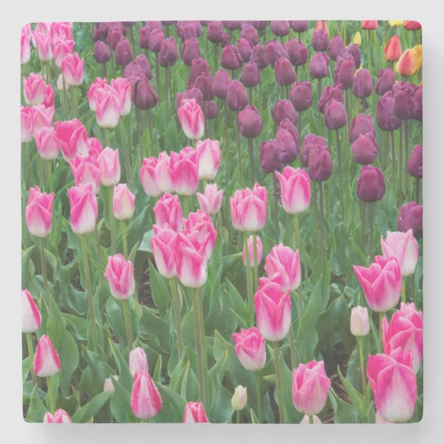 USA, Washington. Blommande tulpaner Stenunderlägg (Framsidan)
