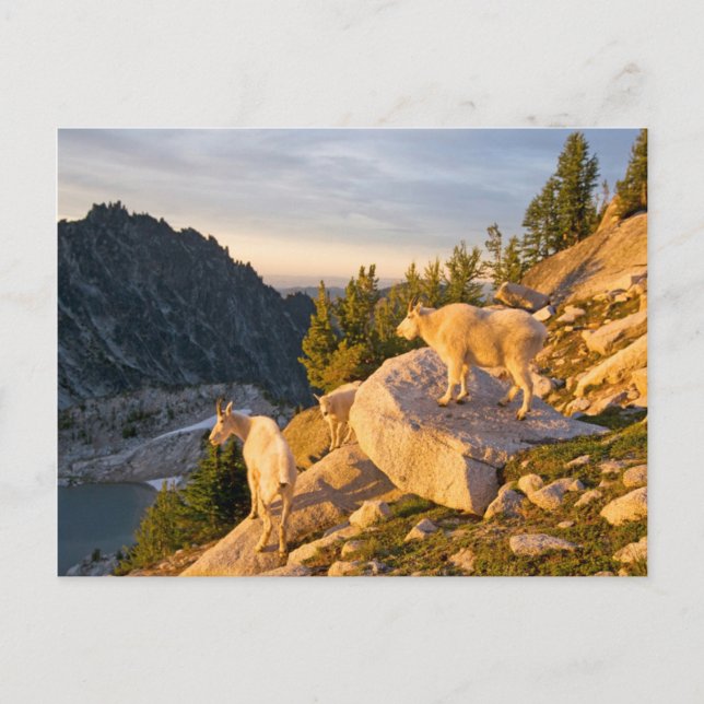 USA, Washington, Cascade Range 4 Vykort (Framsida)