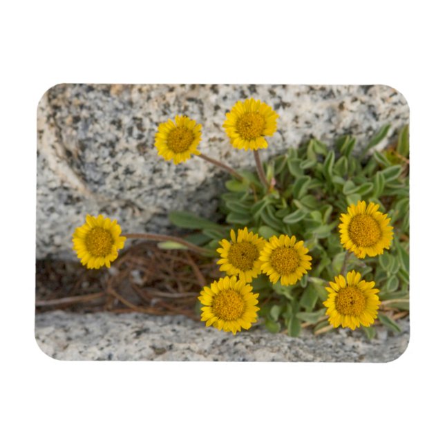 USA, Washington, Cascade Range 5 Magnet (Horisontell)