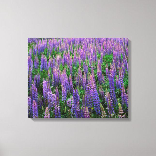 USA, Washington, Clallam County, Lupin Canvastryck (Framsida)