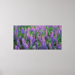 USA, Washington, Clallam County, Lupin Canvastryck