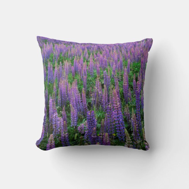 USA, Washington, Clallam County, Lupin Kudde (Framsida)