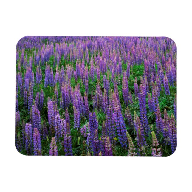 USA, Washington, Clallam County, Lupin Magnet (Horisontell)