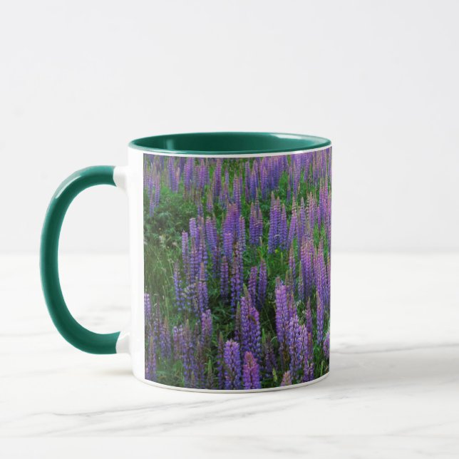USA, Washington, Clallam County, Lupin Mugg (Vänster)