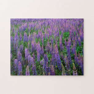 USA, Washington, Clallam County, Lupin Pussel