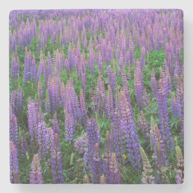 USA, Washington, Clallam County, Lupin Underlägg Sten (Framsidan)