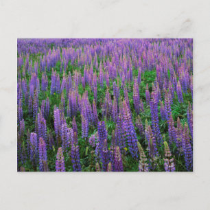 USA, Washington, Clallam County, Lupine Vykort