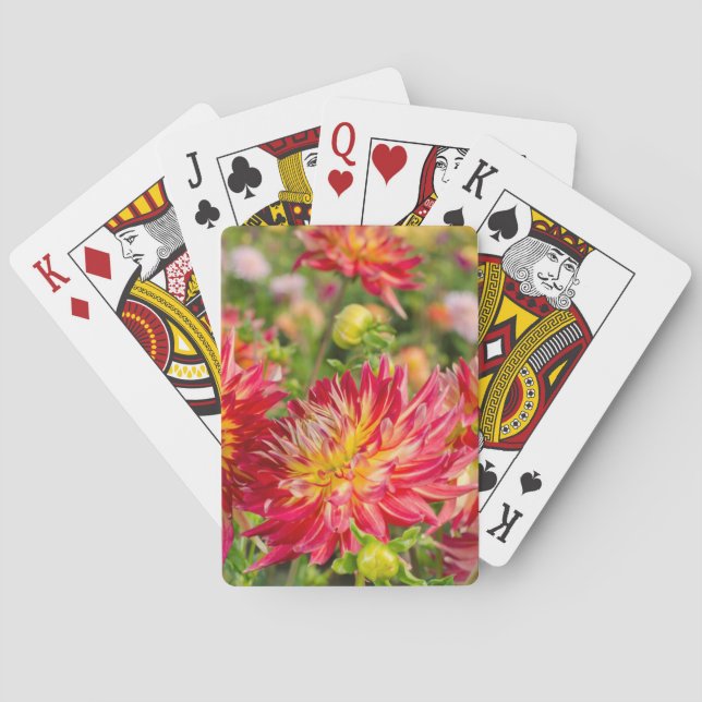 USA, Washington. Dahliablommor i trädgården Spel Kort (Baksidan)