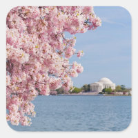 USA, Washington DC, Cherry träd
